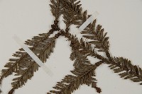 長葉世界爺藏品圖，第4張