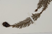 長葉世界爺藏品圖，第5張