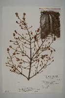 臺灣鐵杉藏品圖，第1張