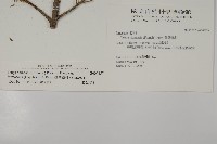 臺灣鐵杉藏品圖，第2張