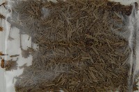 臺灣鐵杉藏品圖，第4張