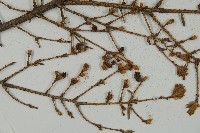 臺灣鐵杉藏品圖，第5張