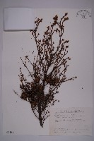 臺灣鐵杉藏品圖，第1張