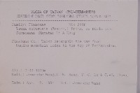 臺灣鐵杉藏品圖，第2張