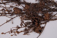 臺灣鐵杉藏品圖，第3張