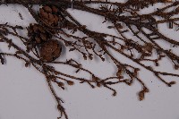 臺灣鐵杉藏品圖，第4張