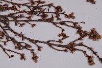 臺灣鐵杉藏品圖，第5張