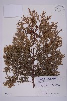 臺灣扁柏藏品圖，第1張