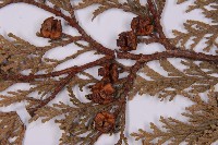 臺灣扁柏藏品圖，第3張