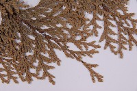 臺灣扁柏藏品圖，第4張