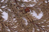 臺灣扁柏藏品圖，第5張