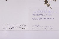 台灣肖楠藏品圖，第2張