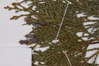 台灣肖楠藏品圖，第3張