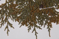 台灣肖楠藏品圖，第4張