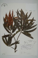 桃實百日青藏品圖，第1張