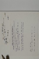 桃實百日青藏品圖，第2張