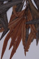 桃實百日青藏品圖，第3張