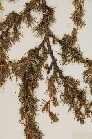 華北落葉松藏品圖，第3張