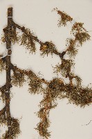 華北落葉松藏品圖，第4張