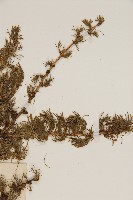 華北落葉松藏品圖，第5張