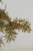 杜松藏品圖，第3張