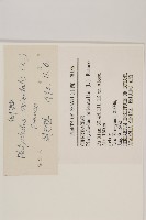 側柏藏品圖，第2張