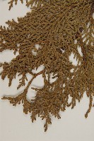 側柏藏品圖，第3張