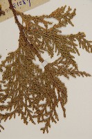 側柏藏品圖，第4張