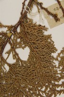 側柏藏品圖，第5張