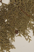 側柏藏品圖，第4張