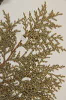 側柏藏品圖，第5張