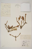 青杆藏品圖，第1張