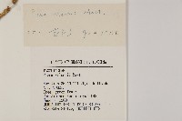 青杆藏品圖，第2張