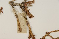 青杆藏品圖，第4張