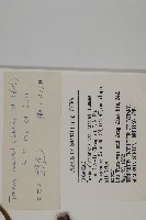 臺灣紅豆杉藏品圖，第2張