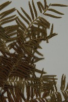 臺灣紅豆杉藏品圖，第4張