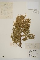 側柏藏品圖，第1張