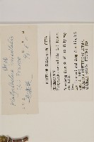 側柏藏品圖，第2張