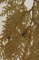 側柏藏品圖，第3張