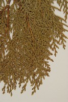 側柏藏品圖，第4張