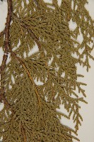 側柏藏品圖，第5張