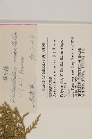 側柏藏品圖，第2張