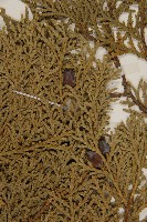 側柏藏品圖，第3張