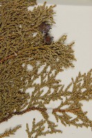 側柏藏品圖，第4張