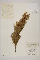 白皮松藏品圖，第1張