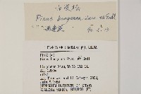 白皮松藏品圖，第2張