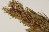 白皮松藏品圖，第3張
