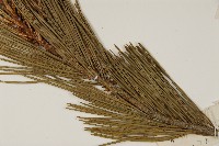 白皮松藏品圖，第4張