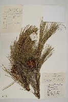 油松藏品圖，第1張