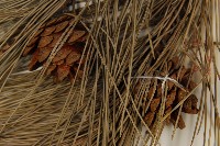 油松藏品圖，第3張